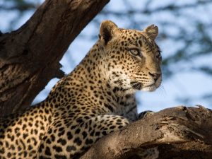 Samburu National Park