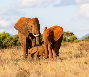 Samburu National Park