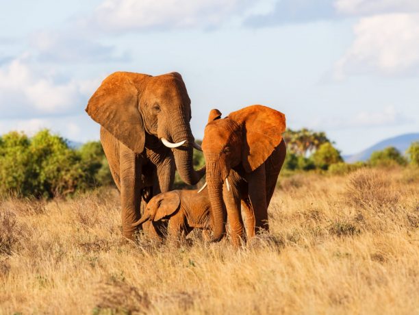 Samburu National Park