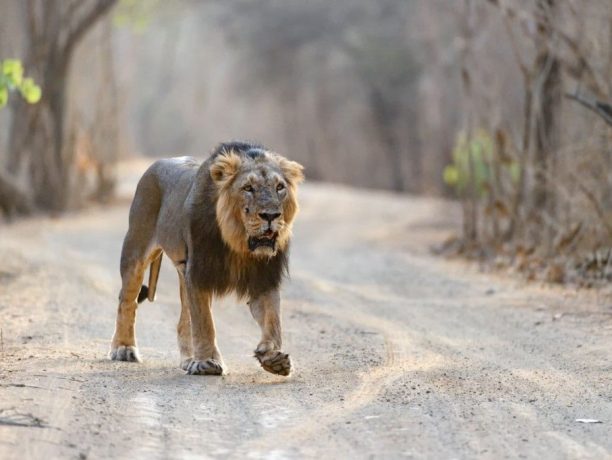 Sasan Gir, Big Five India