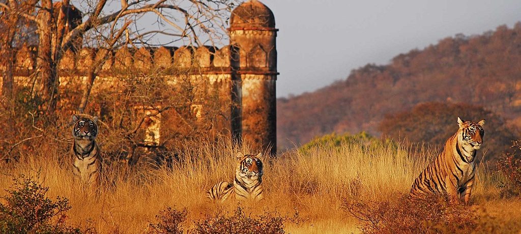 Sher Bagh Ranthambore, Noord India