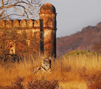 Sher Bagh Ranthambore, Noord India