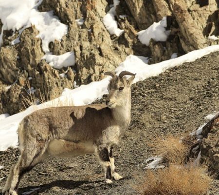 Snowleopard Expeditie