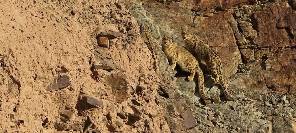 Snowleopard Expeditie Foto Reni Pani