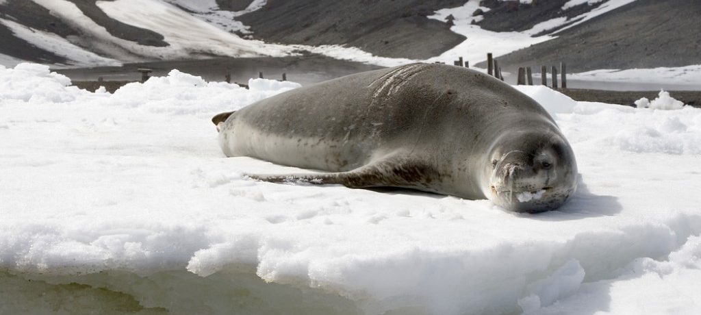 South Orkney & Shetlands