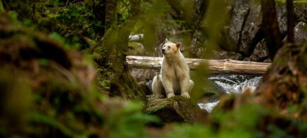 Berenreis Spirit Bear Lodge, geestbeer