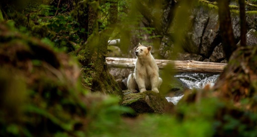 Berenreis Spirit Bear Lodge, geestbeer