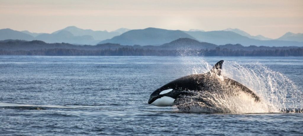 Orka, Spirit bear Lodge