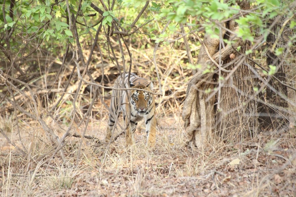 Tijger, Tadoba