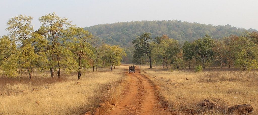 Tadoba National Park, Centraal India