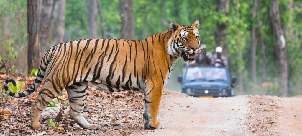 Tijgersafari in India Ultieme tijger rondreis