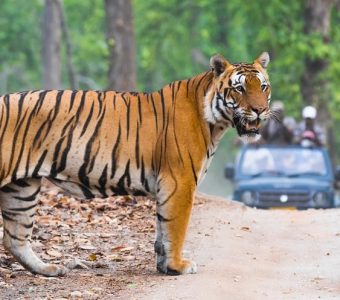 Tijgersafari in India Ultieme tijger rondreis