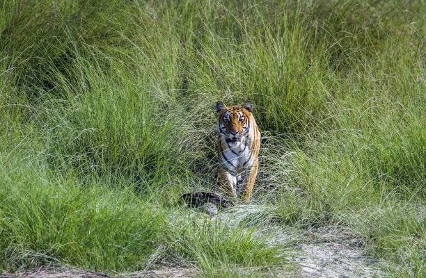 Tijger Nepal, Klassieke natuurreis Nepal, Rondreis Natuur