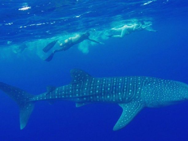 Vilamendhoo zwemmen met walvishaaien