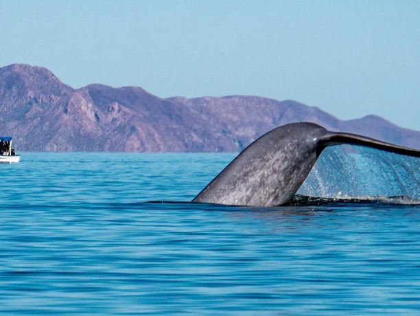 Walvissen spotten in Mexico