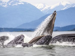 Walvissen spotten in Alaska