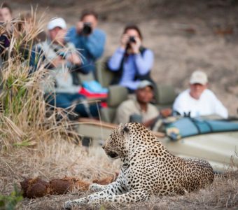 Luipaard, game drive, Elephant Plains, Zuid-Afrika - Shutterstock