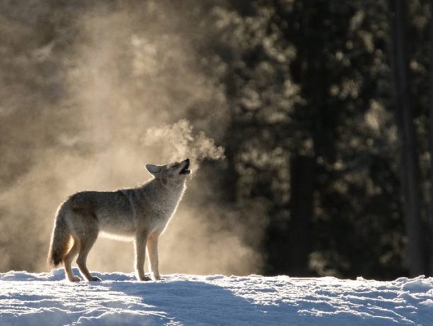 Yellowstone foto expeditie