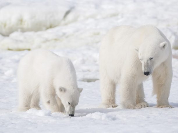 IJsbeer, Spitsbergen - Oceanwide