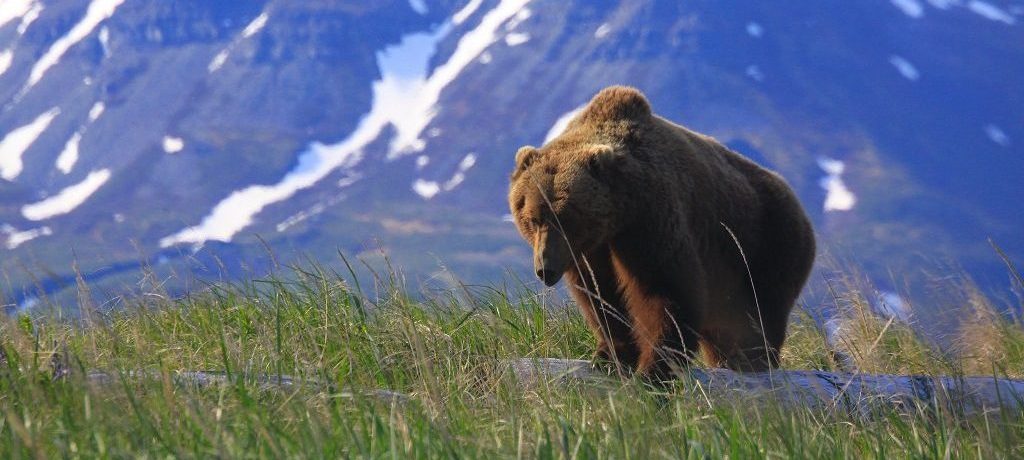 Beste tijd voor Alaska, grizzly beren van kodiak tot katmai