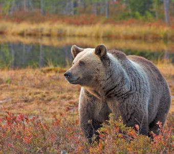 Finland beren en wolven reis