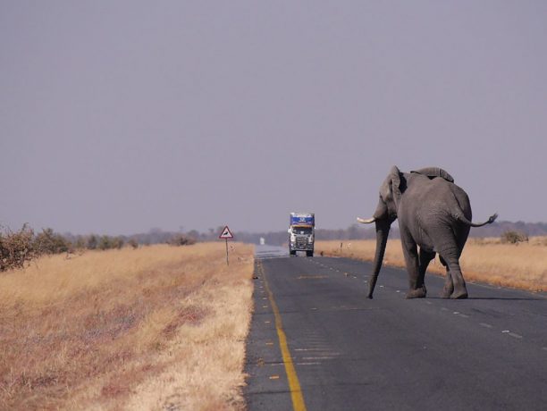 Olifant, Botswana - Pickpik