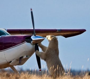 Wildlife Canada, Fly in safari reizen, bestemming