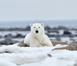 ijsberen vogels en belugas, Ijsberen fotoreis Nanuk Polarbear Lodge