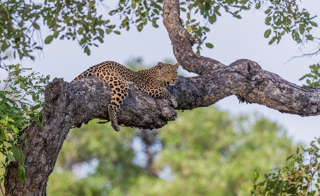 Big Five Safari Tanzania, Grote katten spotten