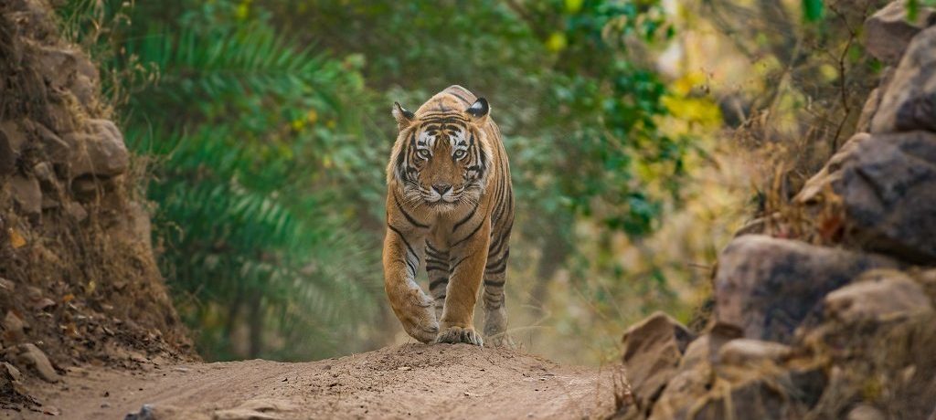 Tijger, Ranthambore, India - Shutterstock