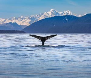 Walvis, Noorwegen & Alaska - Shutterstock