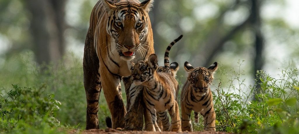 Tijger, Kanha, India - Shutterstock