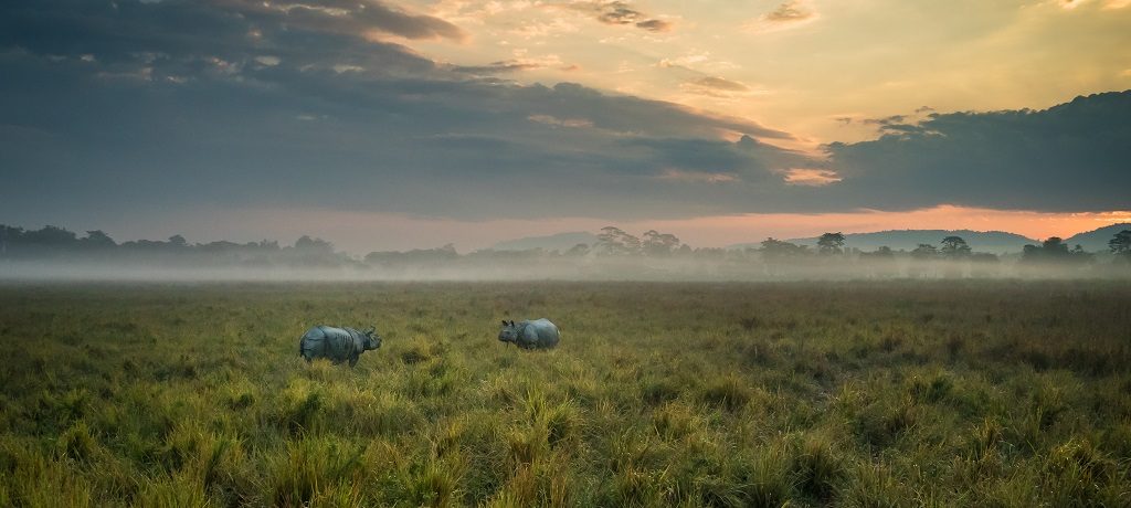 Neushoorn, Kaziranga, India - Shutterstock