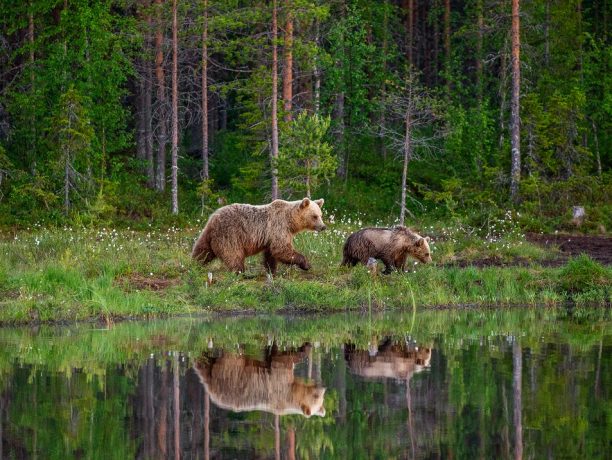 Beren in Finland spotten