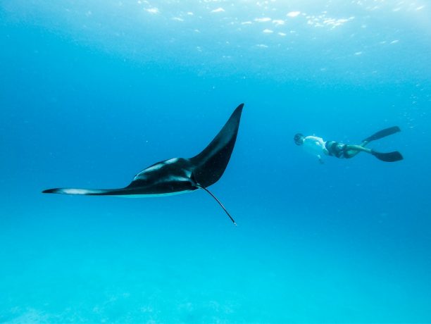 Snorkel, mantarog, Malediven - Shutterstock