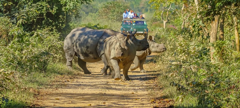 Neushoorn, Kaziranga, India - Shutterstock