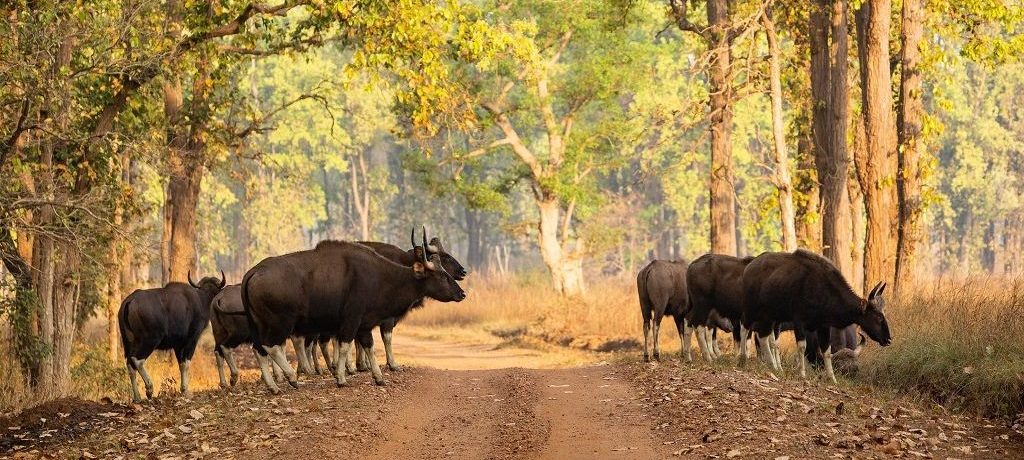 Gaur, Kanha, India - Shutterstock