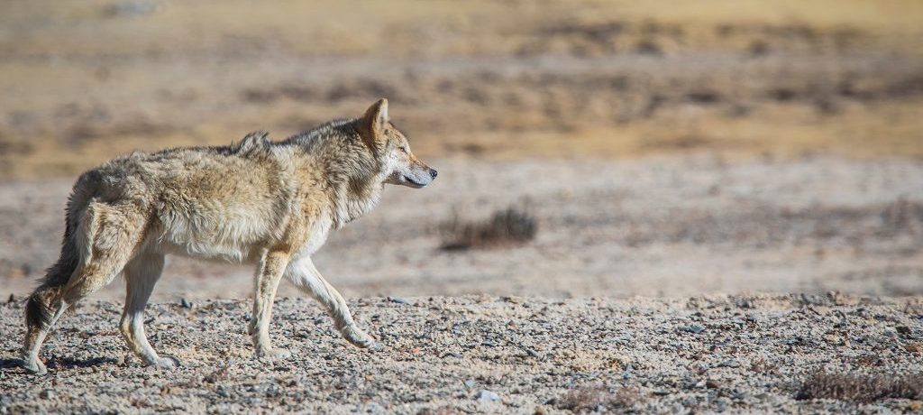 Tibetaanse Wolf, Hemis, Leh,India - Shutterstock