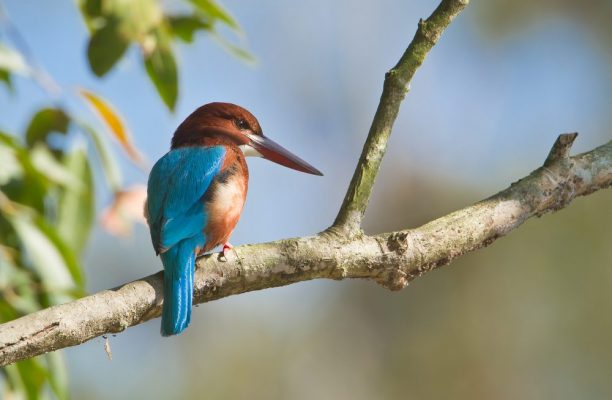 Smyrna ijsvogel, Nepal - Shutterstock