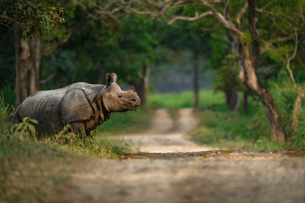 India Big Five safari