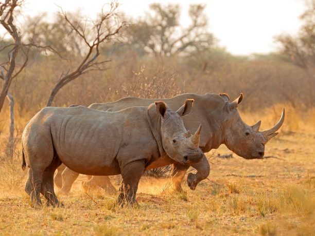 Big Five safari in Afrika