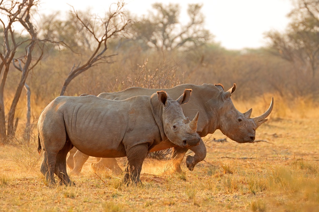 Big Five safari in Afrika