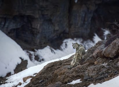 Sneeuwluipaard reizen