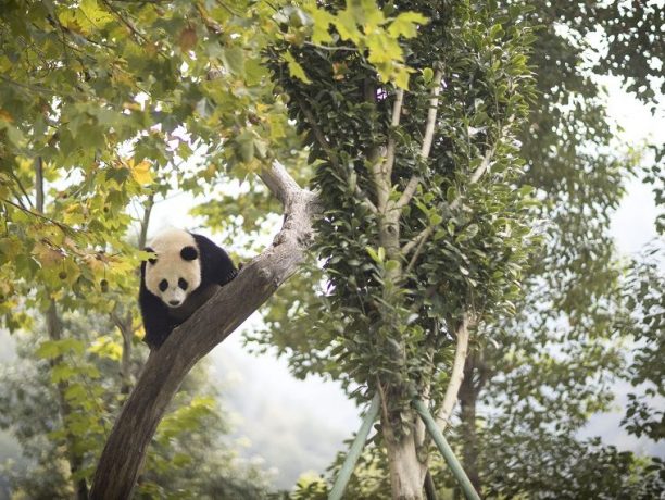 panda natuurreis China