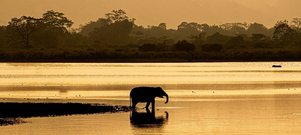 Landschap Kaziranga