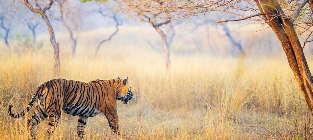 Tijger Ranthambore