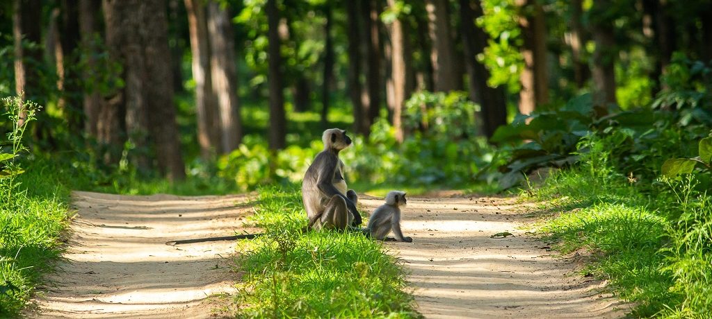 Langoer, Tadoba, India - Shutterstock