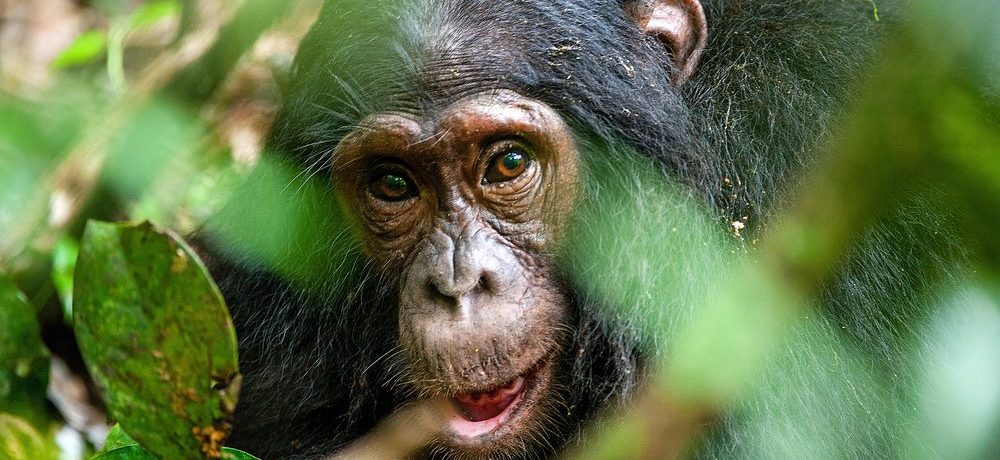 Chimpansee, Kibale , Oeganda, Afrika - Shutterstock