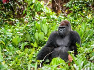 Ivindo National Park, Laaglandgorilla