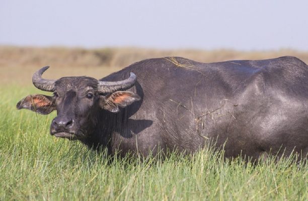 Waterbuffel, Chitwan, Nepal, Azië - Shutterstock